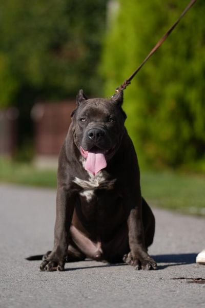 American Bully XL muko tene