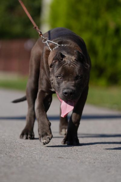 American Bully XL muko tene