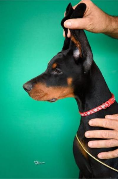 Doberman tenci