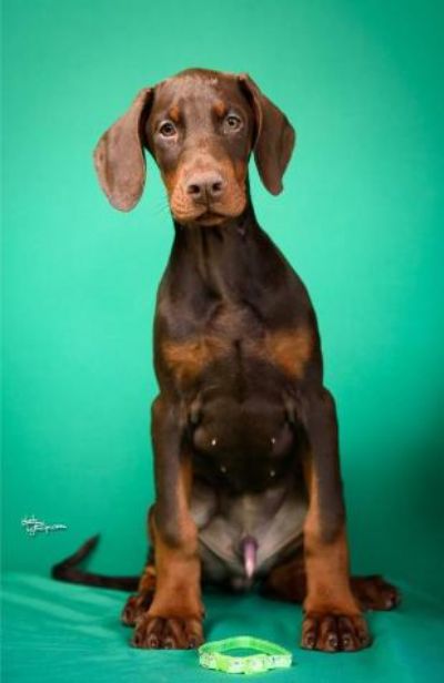 Doberman tenci