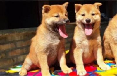 Shiba Inu tenci