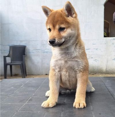 Shiba Inu tenci