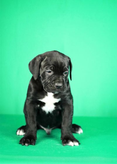 Cane Corso prelepi stenci