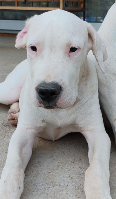 Dogo argentino tenci