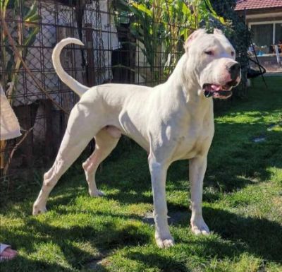 Dogo argentino tenci