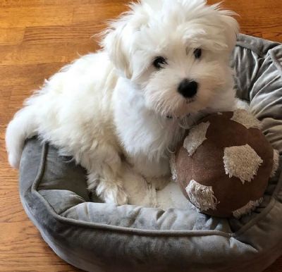 oglasi, Coton de Tulear stenci