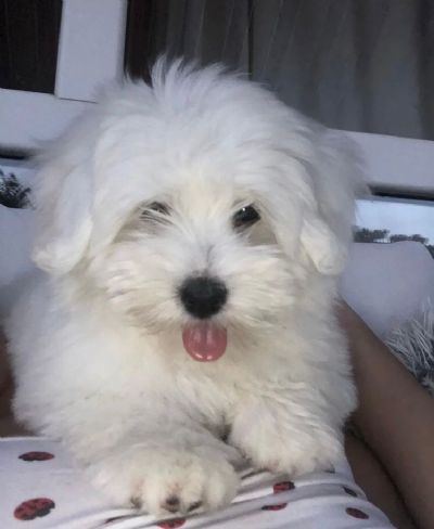 Coton de Tulear stenci