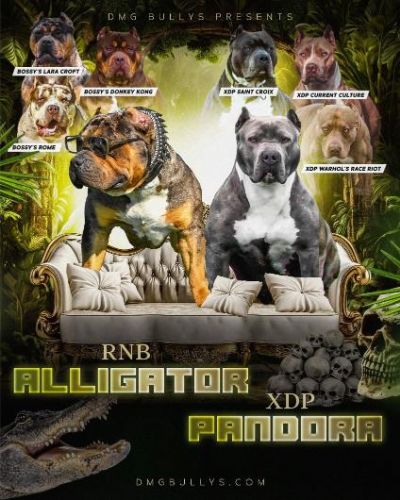 Ameriki Buli American Bully tenci