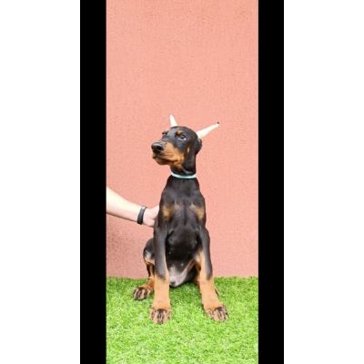 tenci dobermana 