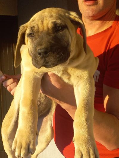 Presa Canario tenci