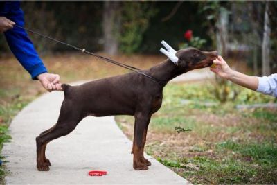 Doberman tenci na prodaju