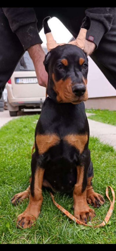 tenci dobermana 