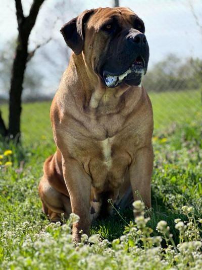 Boerboel - junoafriki mastif tenci