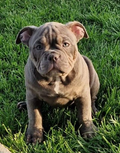 American bully  MIDRAS KENNEL 