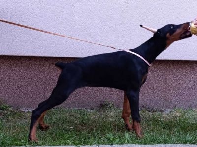 tenci dobermana 