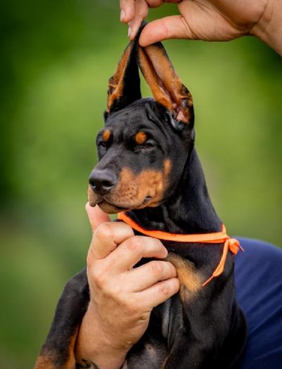 Doberman tenci