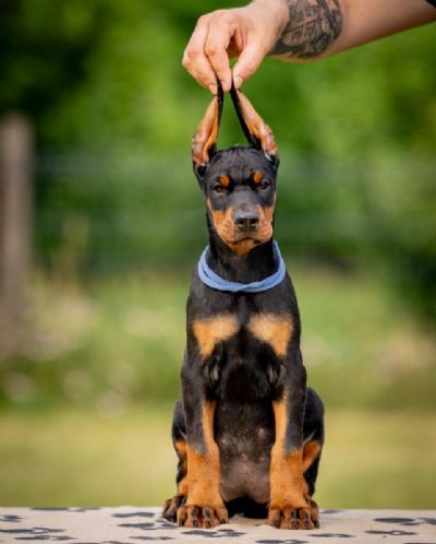 Doberman tenci