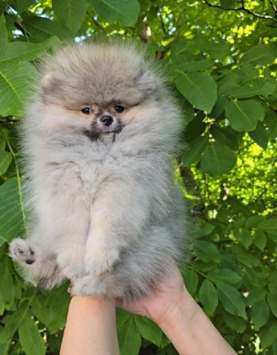 Pomeranac BOO medvedii AKCIJA