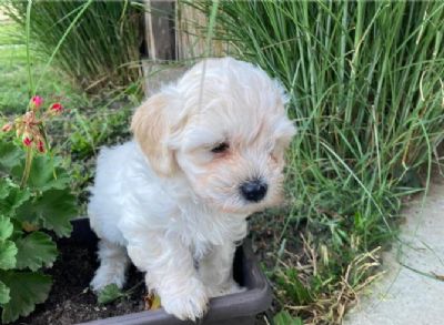 Maltipoo tenci