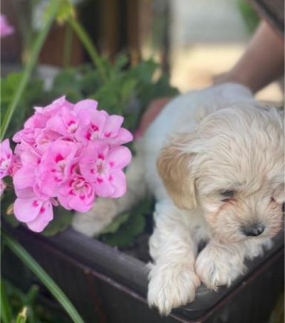 oglasi, Maltipoo tenci