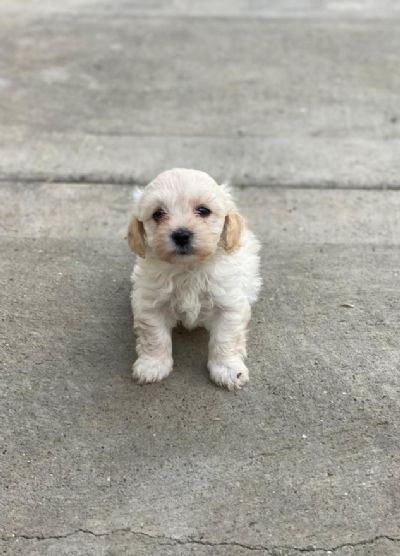 Maltipoo tenci