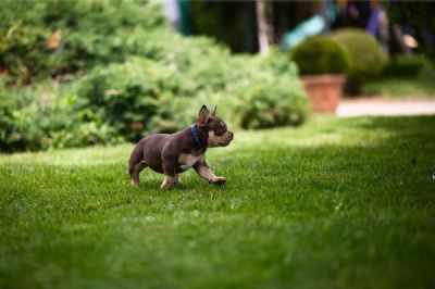 Ameriki Buli / American Bully Pocket