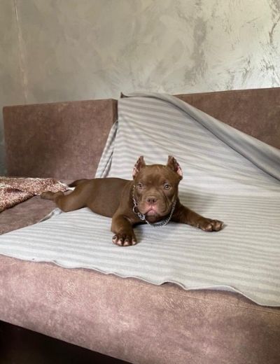 American Bully Exotic Micro puppies, Ame