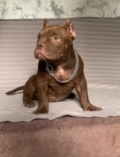 American Bully Exotic Micro puppies, Ame