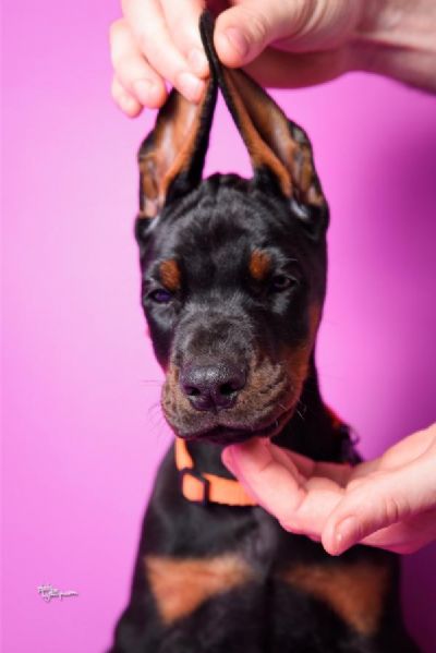 Doberman prelepi tenci