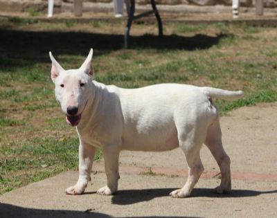 Mini Bull Terijer tenci