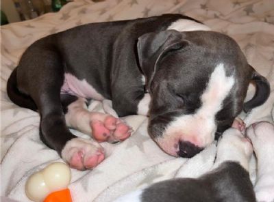 American bully pocket tenci