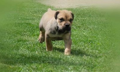 Boerboel Junoafriki mastif stenci