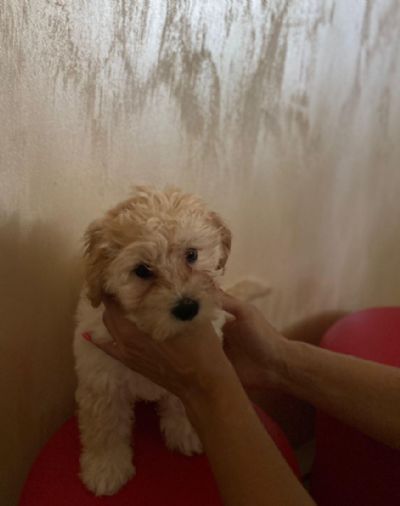 Maltipoo prelepi tenci