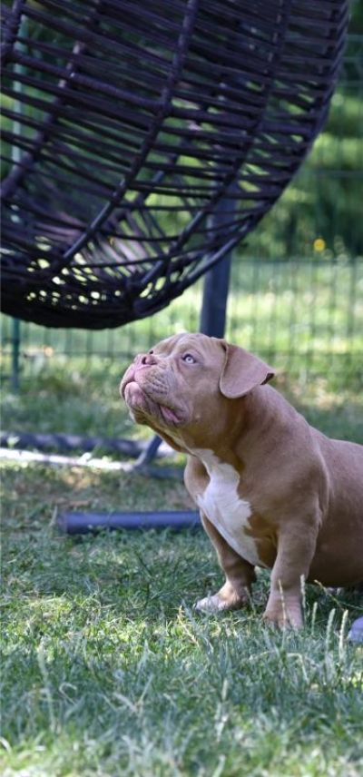 Ameriki Buli / American Bully Pocket 