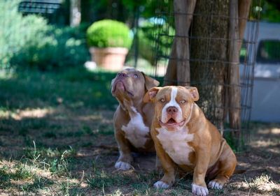 Ameriki Buli / American Bully Pocket 