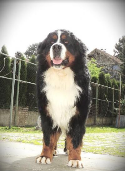  Bernese mountain dog