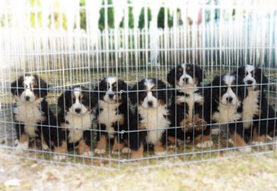  Bernese mountain dog