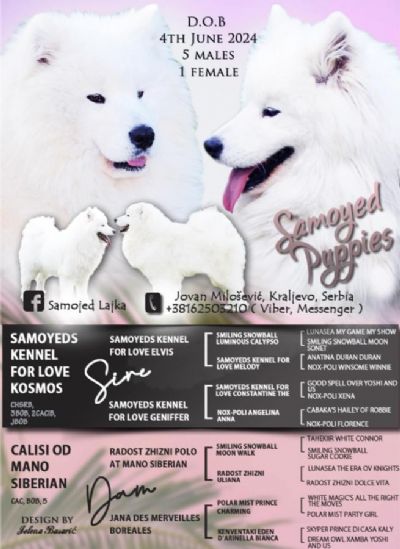 Samojed tenci