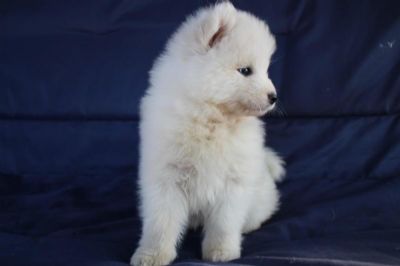 Samojed tenci