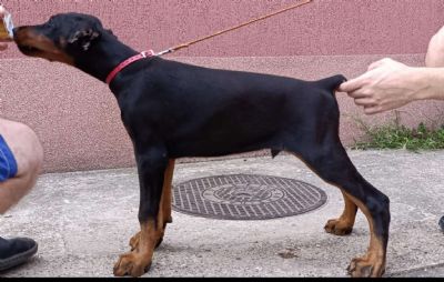 tenci dobermana 