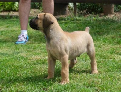 Boerboel Junoafriki mastif stenci