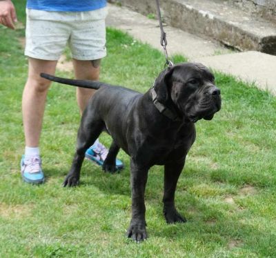 Boerboel Junoafriki mastif stenci