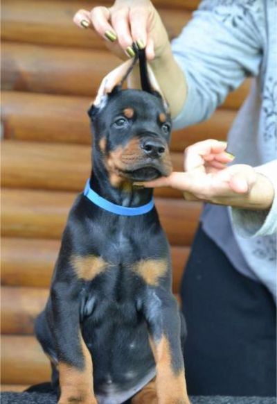 Doberman prelepi tenci