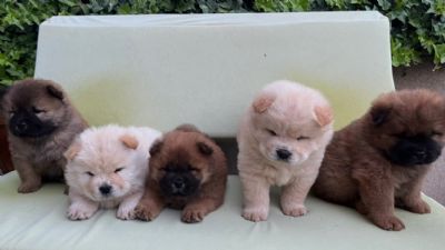 Chow Chow au au prelepi tenci