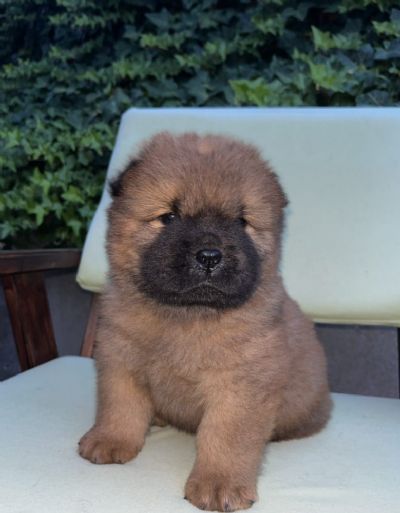 Chow Chow au au prelepi tenci