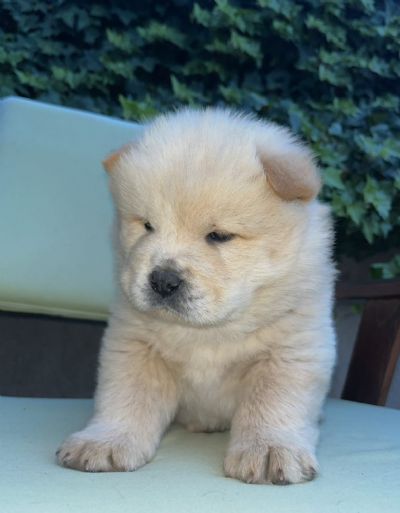 Chow Chow au au prelepi tenci