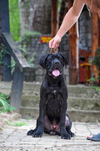 Cane Corso tene