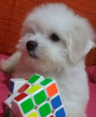 Coton de Tulear stenci