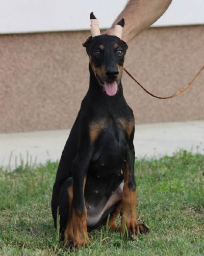 tenci dobermana 