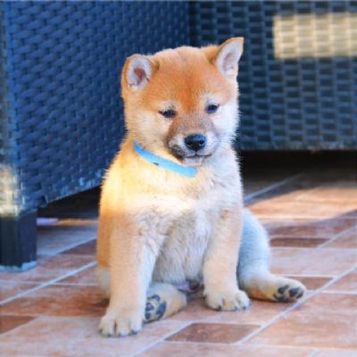 Shiba Inu tenci